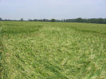 Waterditch Farm, Dorset crop circle, aerial photo 6
