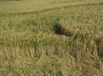 Waterditch Farm, Dorset crop circle, aerial photo 12