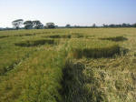 Waterditch Farm, Dorset crop circle, aerial photo 10