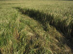 Waterditch Farm, Dorset crop circle, aerial photo 11