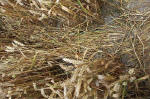 Overton Hill, Wiltshire crop circle, aerial photo 46
