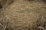 Overton Hill, Wiltshire crop circle, aerial photo 45