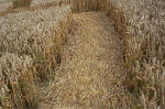Overton Hill, Wiltshire crop circle, aerial photo 43