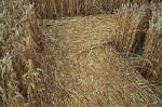 Overton Hill, Wiltshire crop circle, aerial photo 38