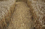 Overton Hill, Wiltshire crop circle, aerial photo 35