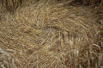 Overton Hill, Wiltshire crop circle, aerial photo 34