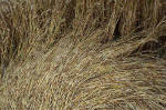 Overton Hill, Wiltshire crop circle, aerial photo 31
