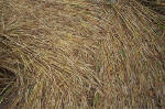 Overton Hill, Wiltshire crop circle, aerial photo 29