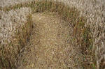 Overton Hill, Wiltshire crop circle, aerial photo 25