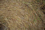 Overton Hill, Wiltshire crop circle, aerial photo 22