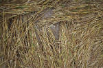 Overton Hill, Wiltshire crop circle, aerial photo 19