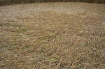 Overton Hill, Wiltshire crop circle, aerial photo 30