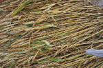 Overton Hill, Wiltshire crop circle, aerial photo 18