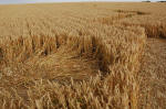 Overton Hill, Wiltshire crop circle, aerial photo 7