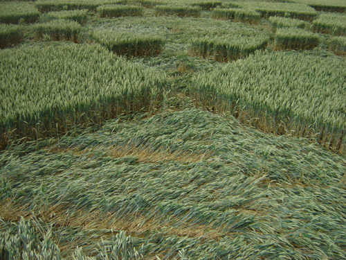 Rollright Stone Circle, Oxfordshire crop circle, aerial photo 25