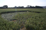 Rollright Stone Circle, Oxfordshire crop circle, aerial photo 8