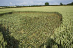 Rollright Stone Circle, Oxfordshire crop circle, aerial photo 9