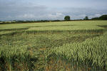 Rollright Stone Circle, Oxfordshire crop circle, aerial photo 10