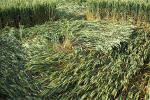 Rollright Stone Circle, Oxfordshire crop circle, aerial photo 13