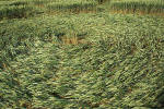 Rollright Stone Circle, Oxfordshire crop circle, aerial photo 17