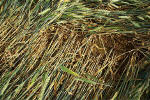 Rollright Stone Circle, Oxfordshire crop circle, aerial photo 21