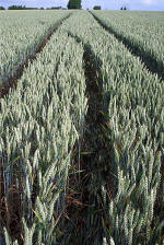 Rollright Stone Circle, Oxfordshire crop circle, aerial photo 7