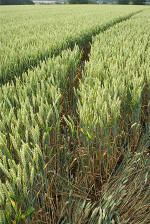 Rollright Stone Circle, Oxfordshire crop circle, aerial photo 6