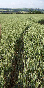 Rollright Stone Circle, Oxfordshire crop circle, aerial photo 5