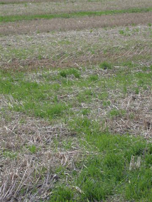 Rollright Stone Circle, Oxfordshire crop circle, aerial photo 38