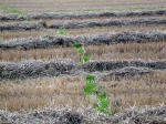 Rollright Stone Circle, Oxfordshire crop circle, aerial photo 39