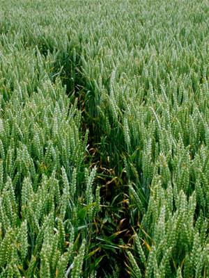 Rollright Stone Circle, Oxfordshire crop circle, aerial photo 29