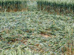 Rollright Stone Circle, Oxfordshire crop circle, aerial photo 34