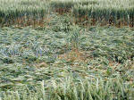 Rollright Stone Circle, Oxfordshire crop circle, aerial photo 35
