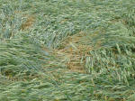 Rollright Stone Circle, Oxfordshire crop circle, aerial photo 37