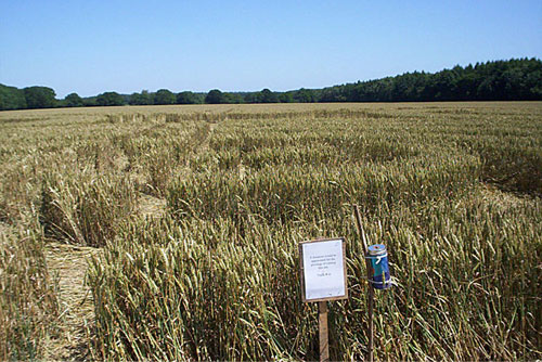 Savernake Forest, Wiltshire crop circle, aerial photo 27