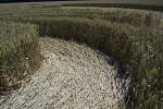 Savernake Forest, Wiltshire crop circle, aerial photo 28