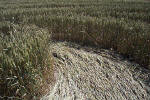 Savernake Forest, Wiltshire crop circle, aerial photo 29