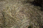 Savernake Forest, Wiltshire crop circle, aerial photo 30