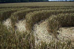 Savernake Forest, Wiltshire crop circle, aerial photo 31