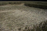 Savernake Forest, Wiltshire crop circle, aerial photo 32