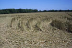 Savernake Forest, Wiltshire crop circle, aerial photo 33