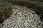 Savernake Forest, Wiltshire crop circle, aerial photo 34