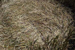 Savernake Forest, Wiltshire crop circle, aerial photo 35