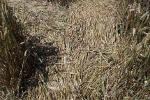 Savernake Forest, Wiltshire crop circle, aerial photo 36