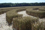 Savernake Forest, Wiltshire crop circle, aerial photo 37