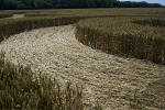 Savernake Forest, Wiltshire crop circle, aerial photo 39