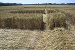Savernake Forest, Wiltshire crop circle, aerial photo 40