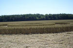 Savernake Forest, Wiltshire crop circle, aerial photo 43