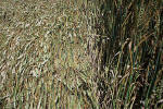 Savernake Forest, Wiltshire crop circle, aerial photo 44