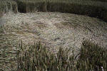 Savernake Forest, Wiltshire crop circle, aerial photo 45